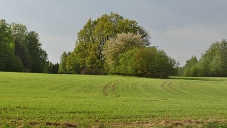 Náhledový obrázek - Vraťte stromy na pole, doporučuje zemědělcům odborník