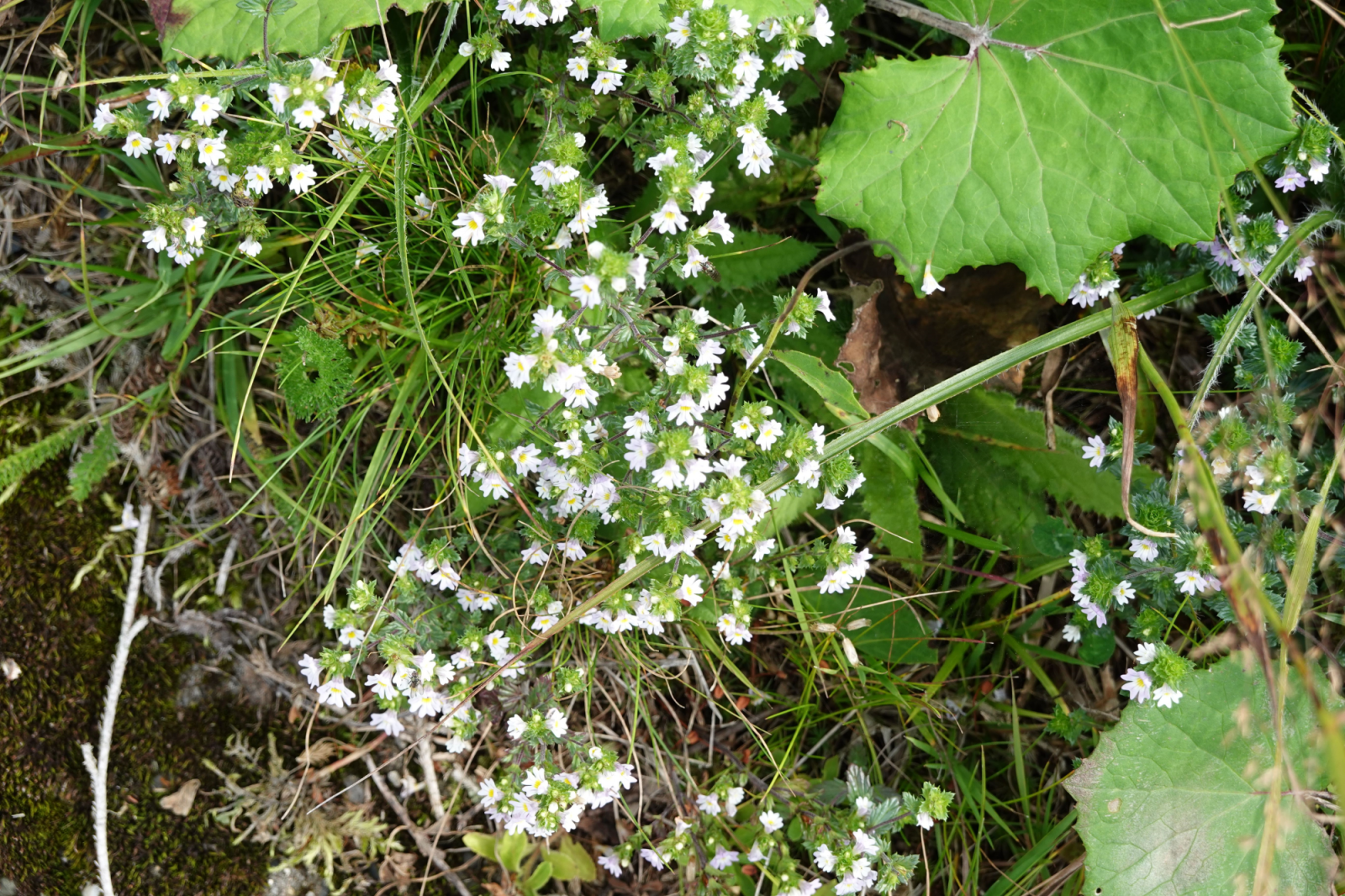 Důležitá je i skutečnost, že světlík lze užívat dlouhodobě a neškodí ani těhotným a kojícím ženám