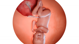 Náhledový obrázek - 40. týden těhotenství: oficiální termín porodu
