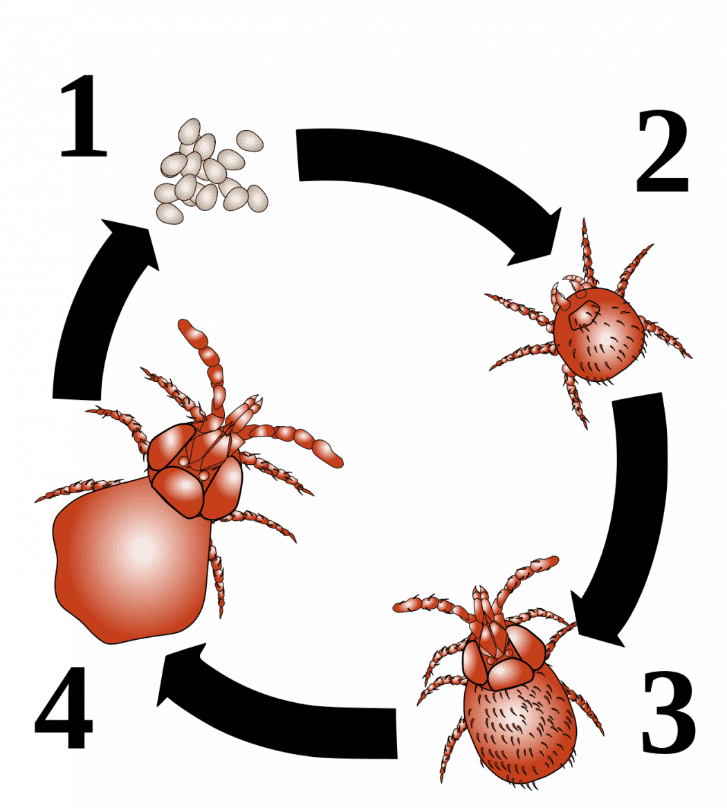 Životní cyklus sametek: 1. vajíčko, 2. larva, 3. nymfa, 4. imago (dospělý jedinec)
