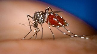 Náhledový obrázek - Na Filipínách přestali očkovat proti dengue, látka není bezpečná