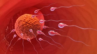 Náhledový obrázek - Ovulační hlen umožňuje spermiím přežít a dopravit se k vajíčku. Jak ho rozpoznat?