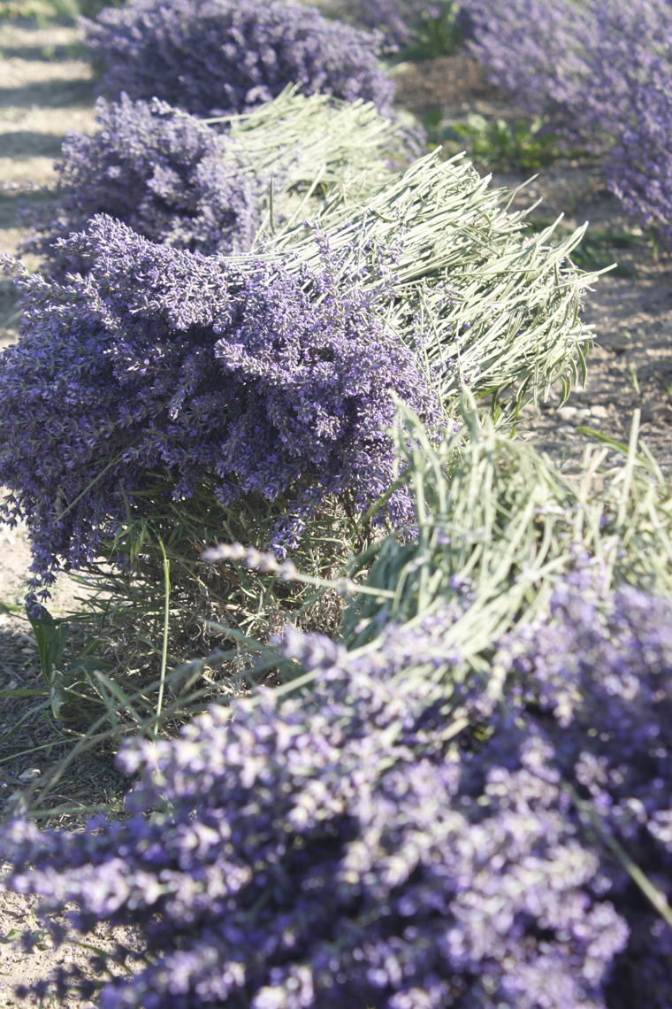 Levandulová farma po Řípem