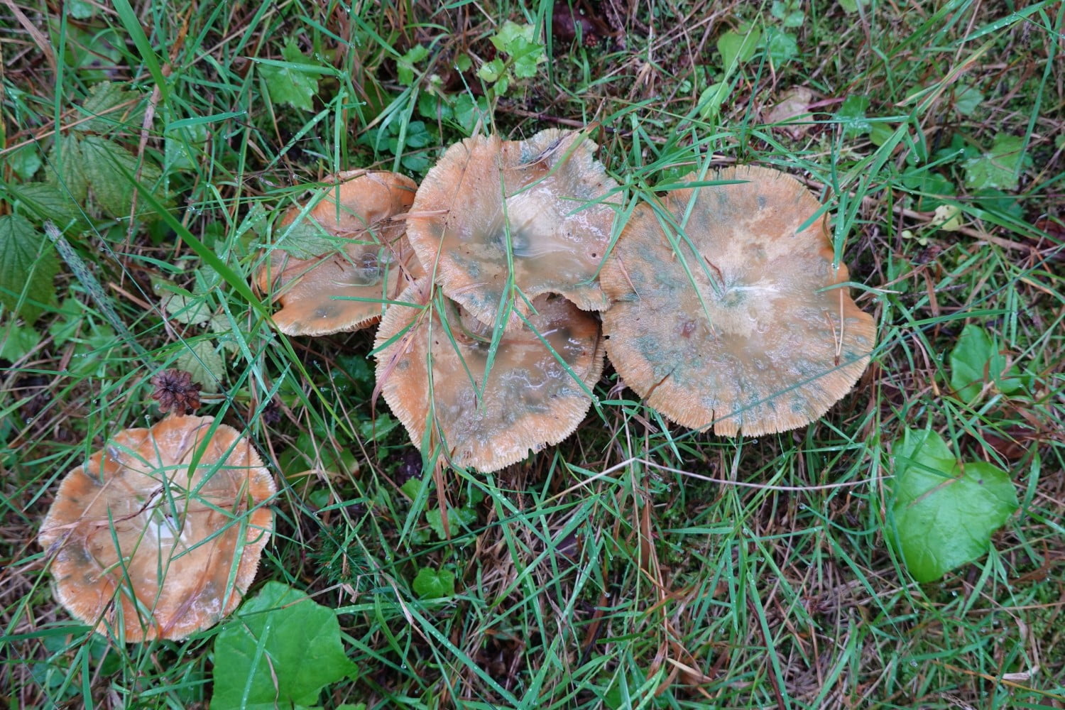 Ryzec, houba, houbaření, houbaři