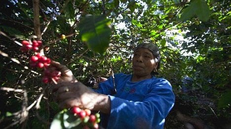 Náhledový obrázek - Levná káva podporuje migraci. Středoameričtí pěstitelé opouštějí plantáže a míří na sever