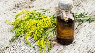 Náhledový obrázek - Komonice lékařská pomáhá proti trombóze a nespavosti. Ve vyšších dávkách je ale nebezpečná