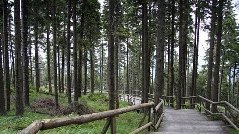 Náhledový obrázek - Lesy ČR můžou kácet v Boubínském pralese kvůli kůrovci, ekologové nesouhlasí