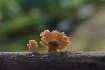 Takhle vypadají neobvyklé houby