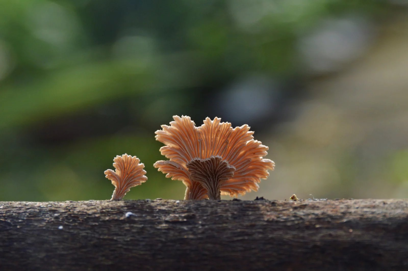 Schizophyllum commune, klanolístka obecná- její pohlavní chromozomy mají dvě pozice pro geny, každá se kóduje na jeden ze dvou typů. Na první pozici se nachází 9 alel při typu a asi 32 alel při typu b, na druhé dalších 9 alel. Tyto genetické kombinace dávají celkem více než 23 000 možných pohlavních kategorií a pouze některé mohou spolu zplodit novou houbu.