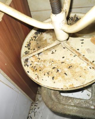 Lan Ting Čínská restaurace, Praha -  Výskyt myšího trusu.Nezajištěn přístup teplé vody pro očistu rukou. Výrazně zanedbaný úklid. Nečistoty na stěnách. Nečistoty na podlaze. Nečistoty na regálech či zařízeních. Kouření v zázemí provozovny. Nevhodně skladované potraviny.