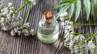 Náhledový obrázek - Kozlík lékařský je známý pro své sedativní účinky. Na kočky ale působí afrodiziakálně