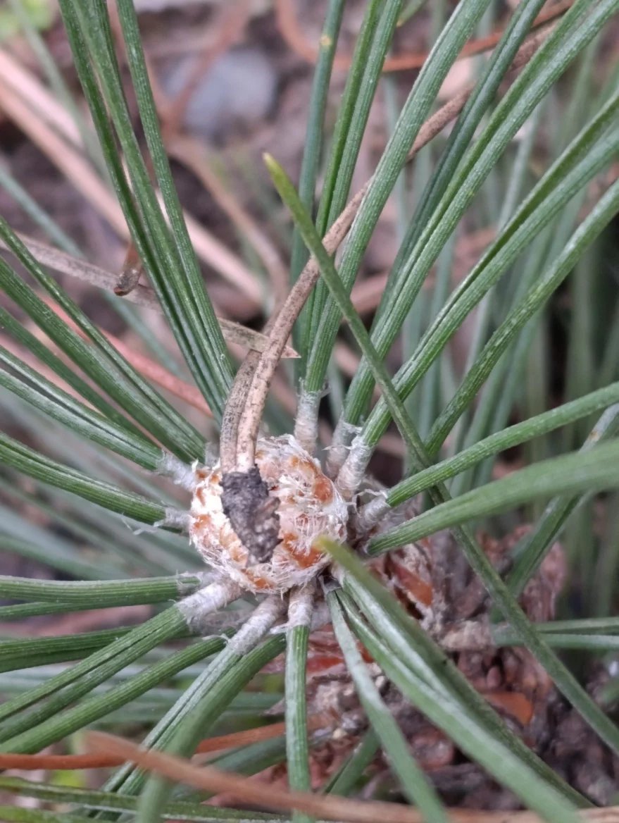 Xiaomi Redmi Note 14 Pro