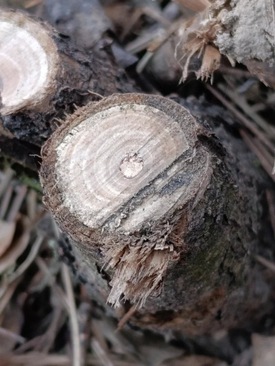 Xiaomi Redmi Note 14 Pro