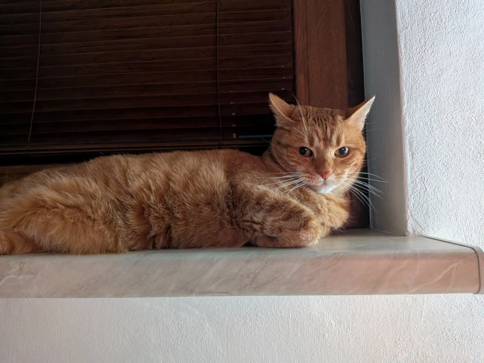 Google Pixel 9a - fotografie