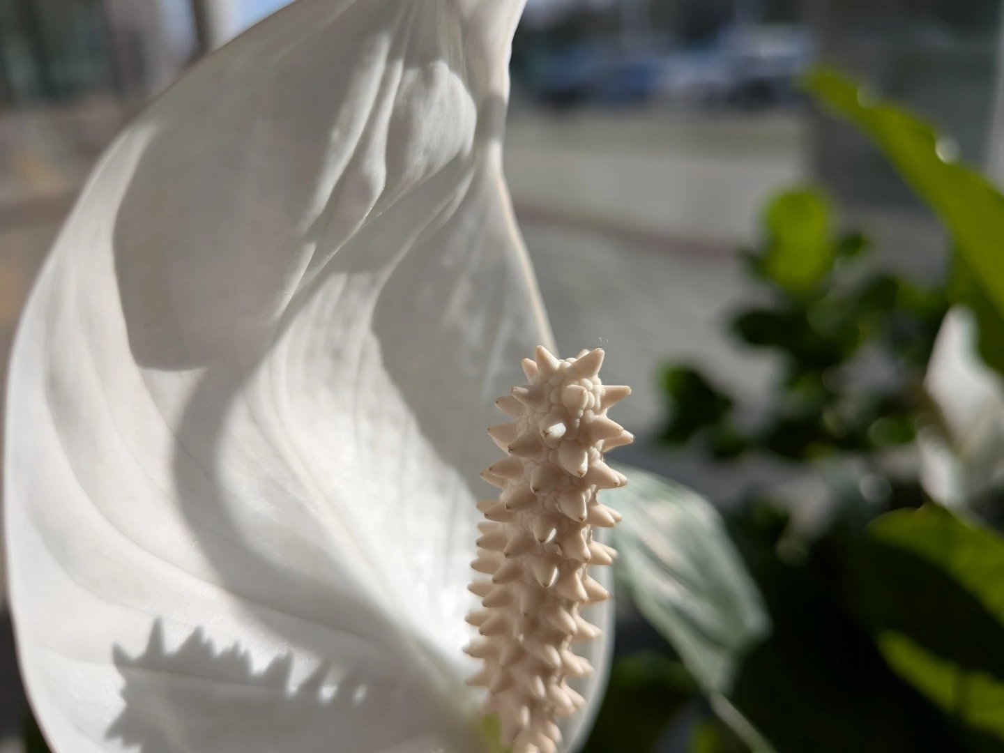 Google Pixel 9a - fotografie