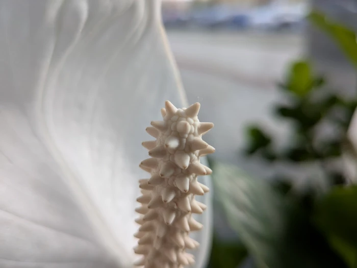 Google Pixel 9a - fotografie