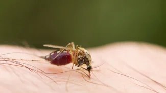 Náhledový obrázek - Malárie je tropické život ohrožující onemocnění. Nakazit se můžeme i na letištích