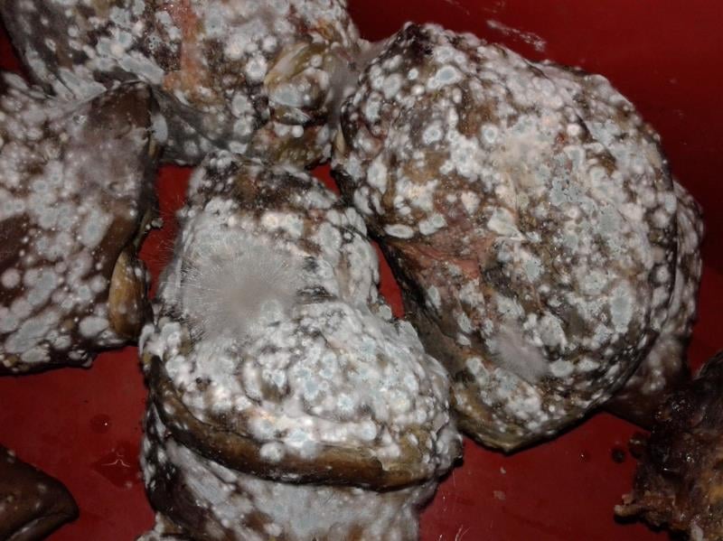 Velkoobchod EMIMATES, Bruntál - Uzené maso: Na povrchu potravin se vyskytovalo silné zaplísnění viditelné pouhým okem. Potravina se považuje za nebezpečnou, pokud vykazuje známky kažení. Potravina neměla známé datum výroby a datum použitelnosti, nebyla k dispozici dokumentace o výrobci. Potravina neznámého původu.