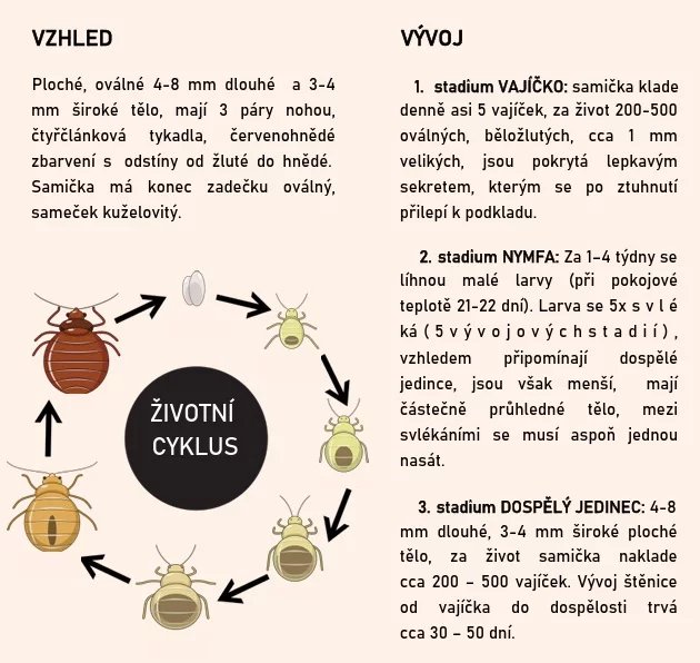 Štěnice bývá dlouhá kolem půl centimetru nebo o něco větší