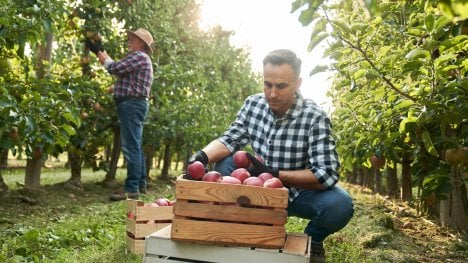 Brigádníci v zemědělství můžou nově na dohodu o provedení práce odpracovat až 1280 hodin ročně