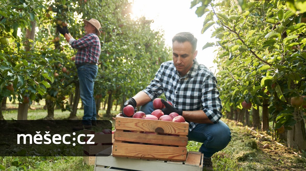 Sezónní zaměstnanci v zemědělství získají od roku 2026 slevu na pojistném