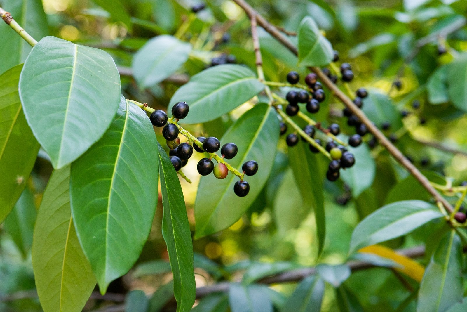 Prunus laurocerasus, bobkovišeň