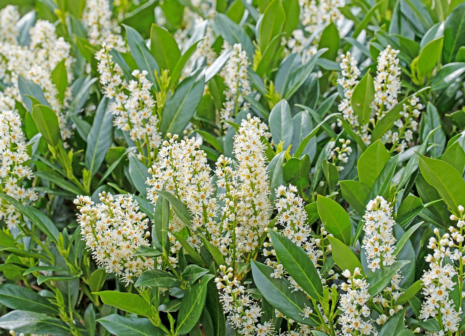 Prunus laurocerasus, bobkovišeň