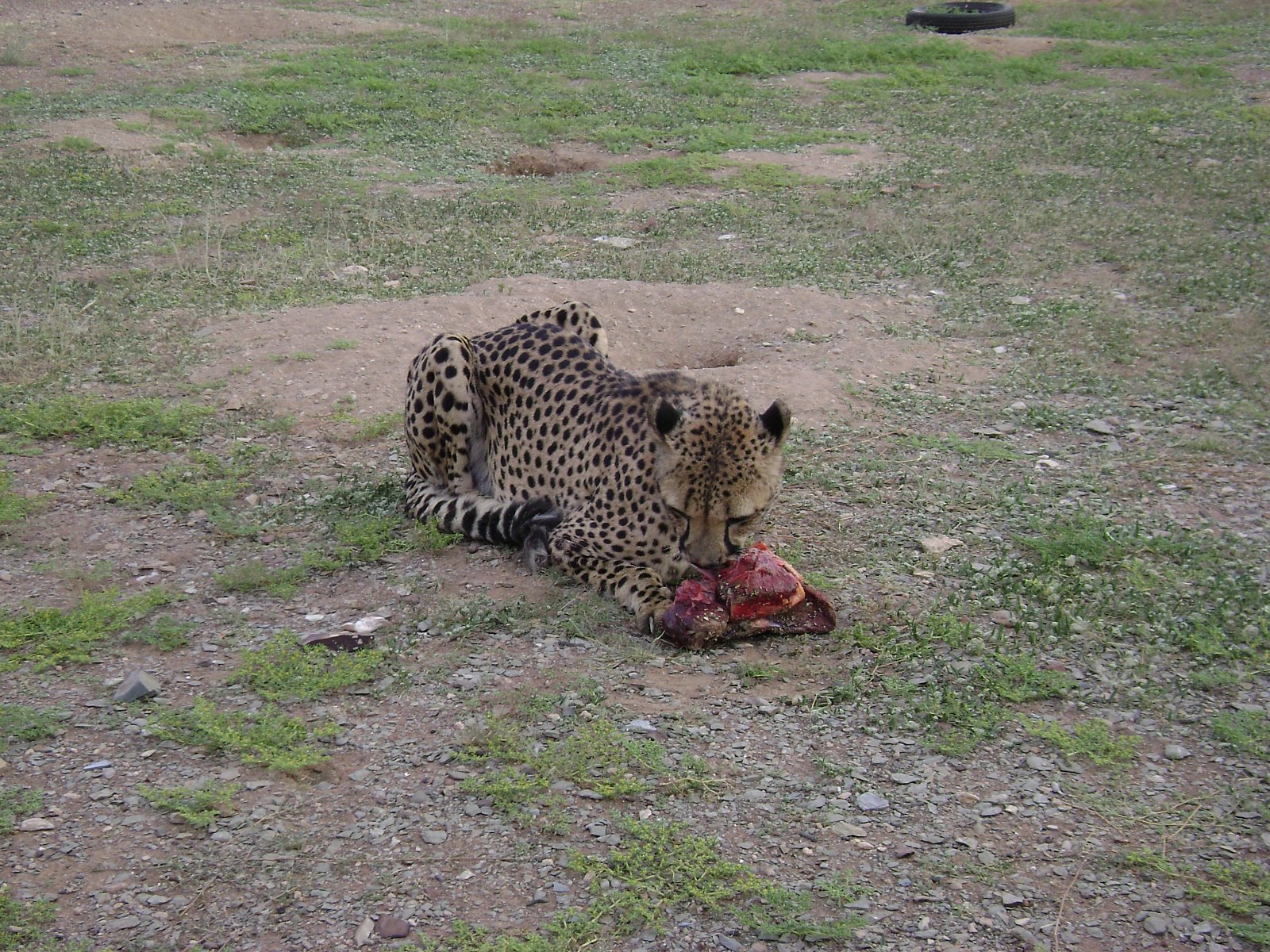Cyklus Zázraky z říše zvířat na dokumentárním kanálu Prima Zoom