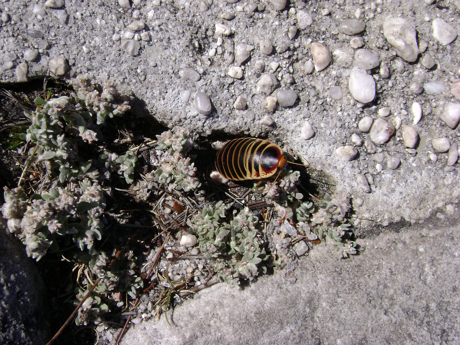 Cyklus Zázraky z říše zvířat na dokumentárním kanálu Prima Zoom