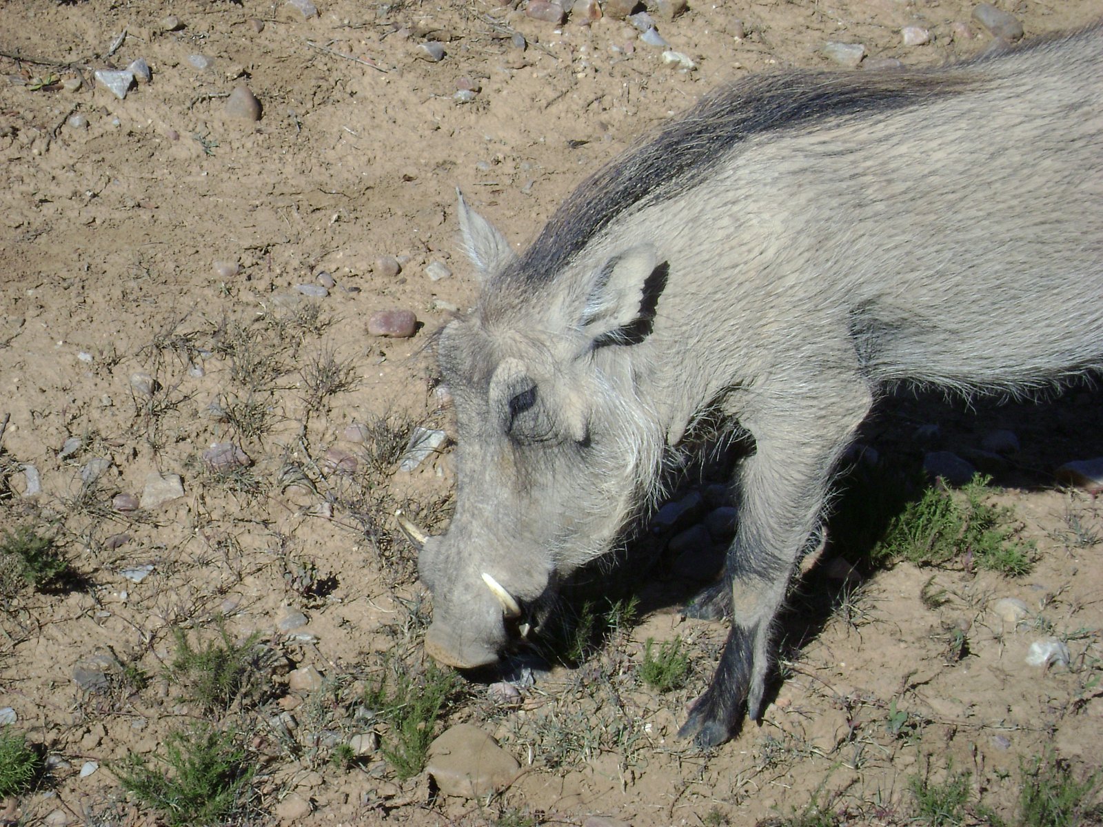Cyklus Zázraky z říše zvířat na dokumentárním kanálu Prima Zoom
