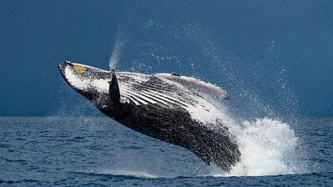 Náhledový obrázek - Ne stromy, ale velryby mají spasit lidstvo. „Klimatická hodnota“ jednoho kytovce je 46 milionů
