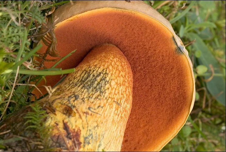 Hřibu kováři je z běžných druhů velmi podobný hřib koloděj, který má obvykle světlejší klobouk, a hlavně nápadnou síťku na třeni.