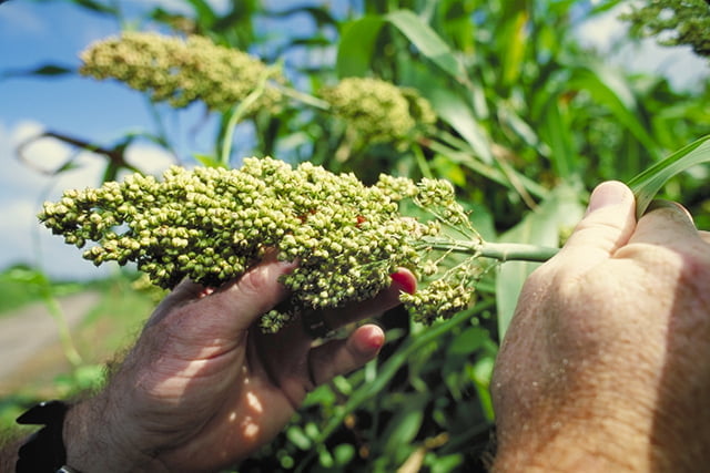 Čirok neboli sorgo