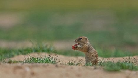 Náhledový obrázek - Sysel obecný je v Letňanech minulostí, ochránci zvýší úsilí jinde