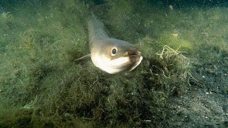 Náhledový obrázek - Řeky u velkých měst jsou zamořené kokainem. Úhoři s tím mají problémy