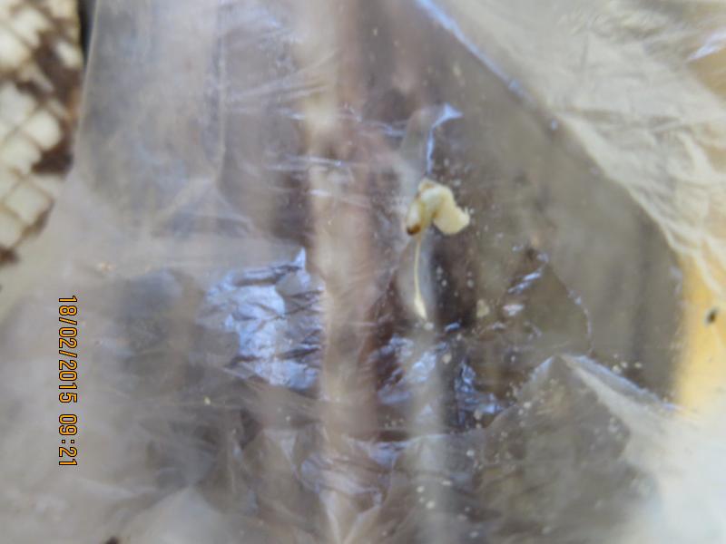 Zlom oplatkový. Kategorie: Nebezpečné potraviny. Nevyhovující parametr: škůdci, značení. Výrobek byl nabízen k prodeji v nestandardních obalech bez řádného označení dle legislativních požadavků. V jednom z kontrolovaných balení byl zjištěn výskyt škůdců v různých vývojových stádiích. Výrobce / Místo kontroly:
MOCCA, spol. s r.o., Liberec