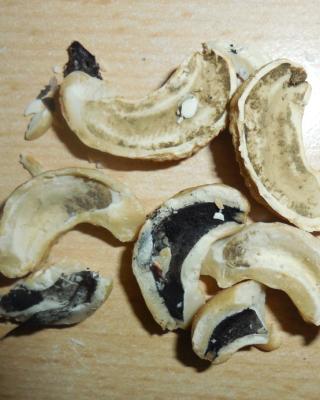 KEŠU NATURAL LOUPANÉ SUCHÉ SKOŘÁPKOVÉ PLODY. Kategorie: Nebezpečné potraviny. Nevyhovující parametr: změny způsobené MIBI činností. Uvnitř některých plodů se vyskytovala plíseň černé barvy. Potravina se nepovažuje za bezpečnou, pokud jeví známky kažení. Země výroby: Slovensko. Místo kontroly: NORMA, k.s. České Budějovice