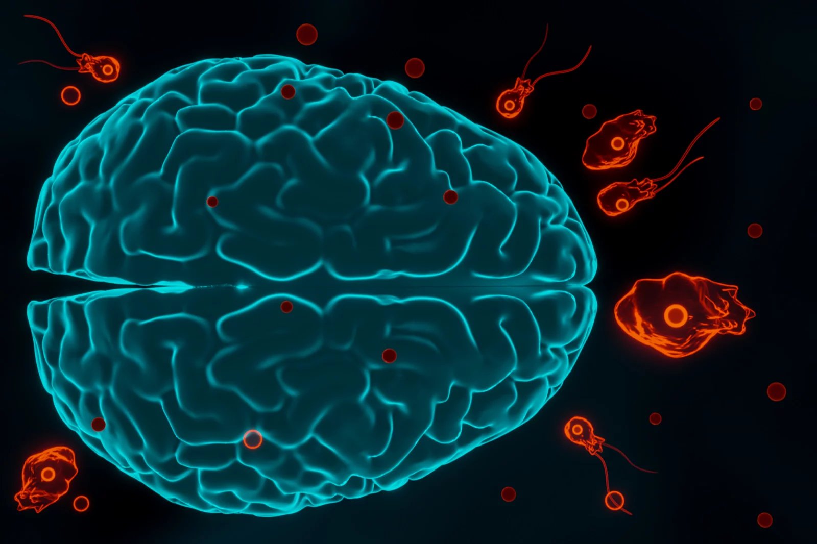 Naegleria fowleri. Případ 16 československých obětí se váže k bazénu v ústeckých Vrbenského lázních. První dvě zemřely v roce 1962, dalších šest v roce 1963, 1964 pět osob, 1965 dvě.