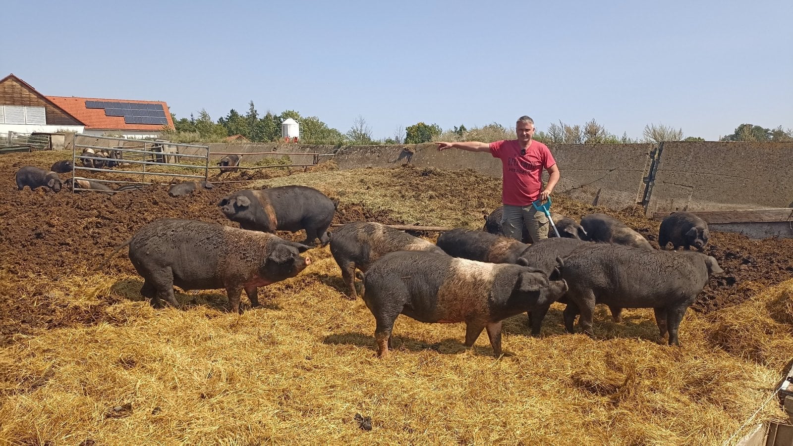 Karel Kalný u svých prasat
