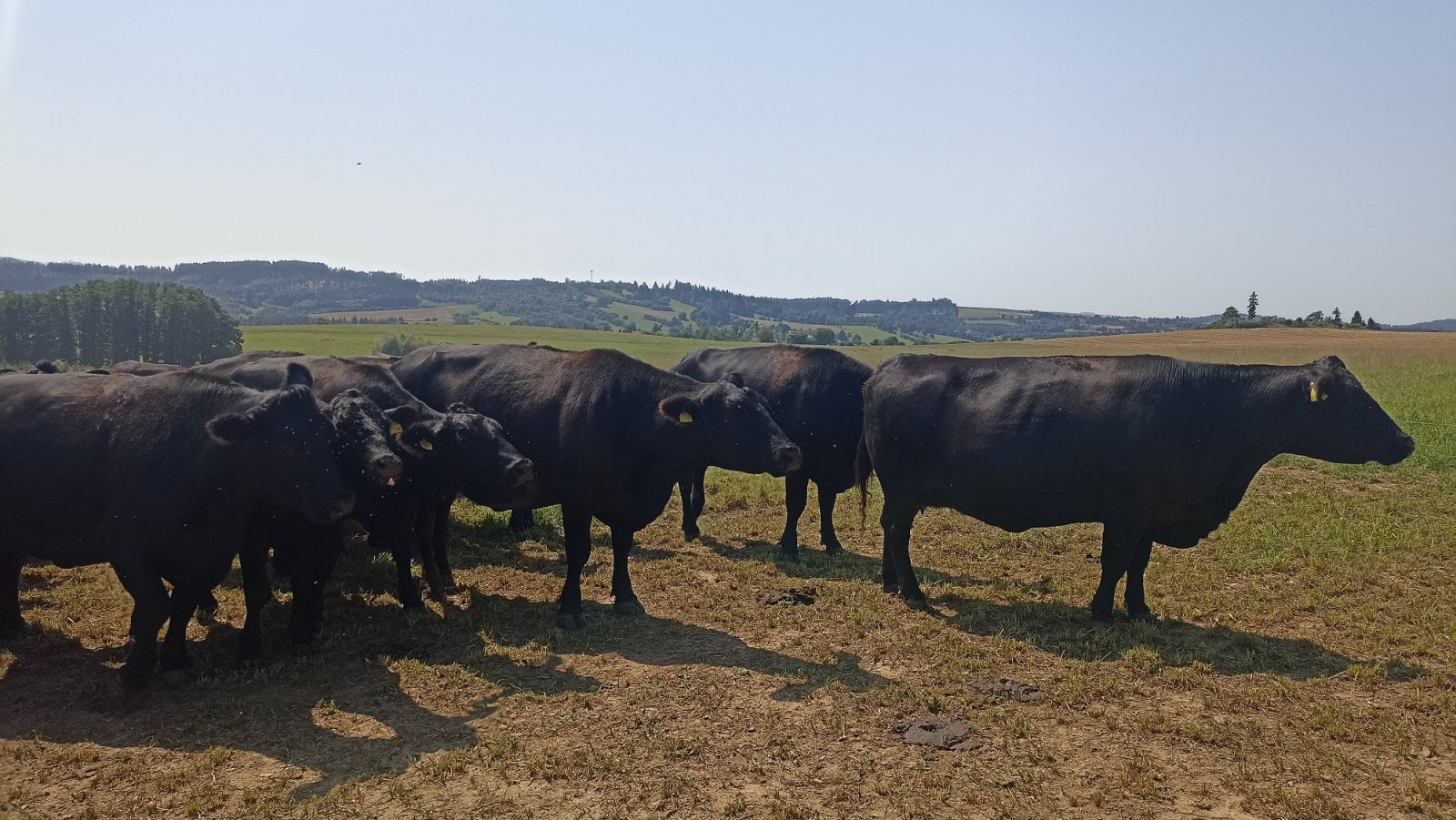 Stádo krav na farmě Mitrovský Angus
