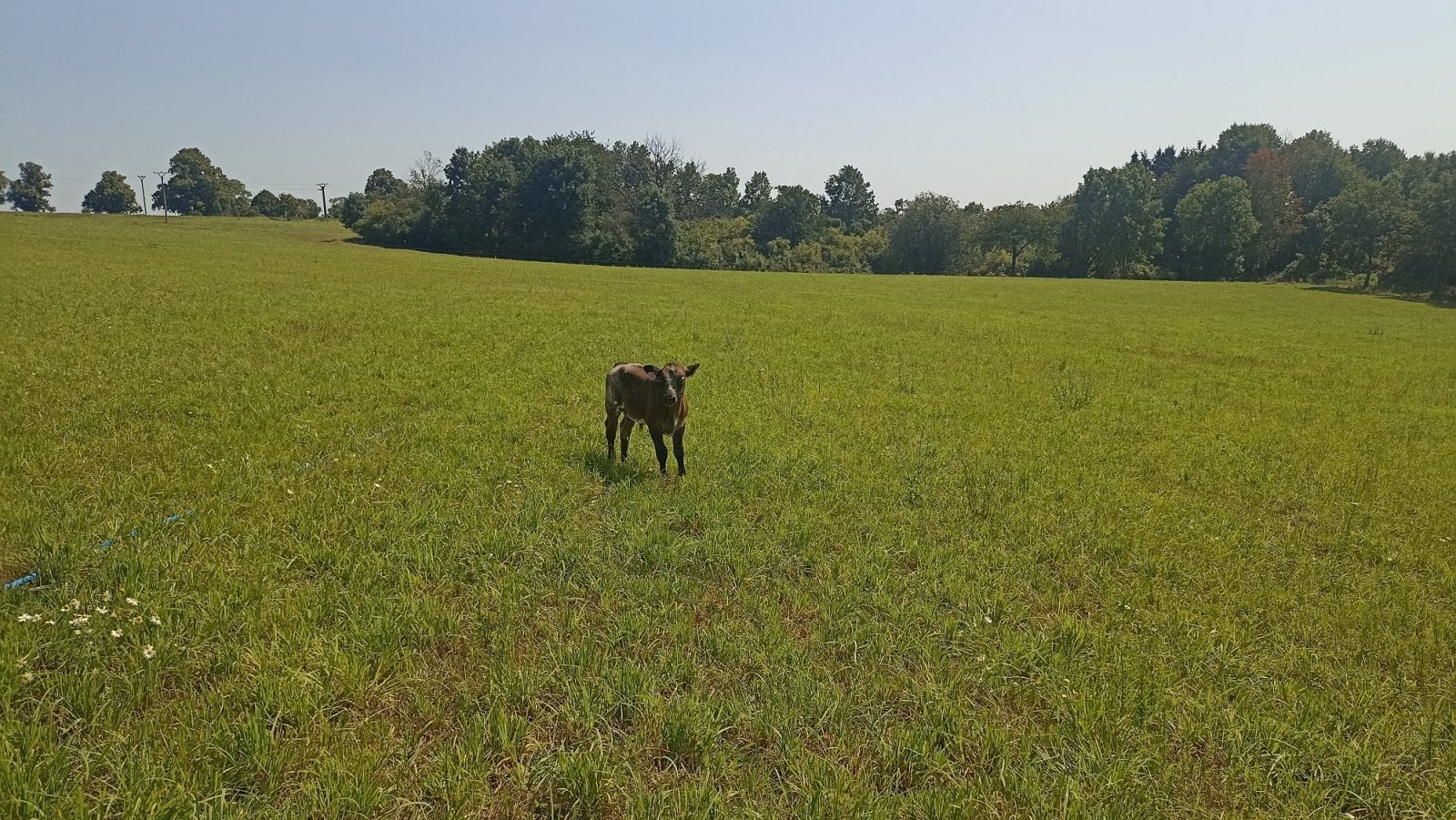 Tele na farmě Mitrovský Angus