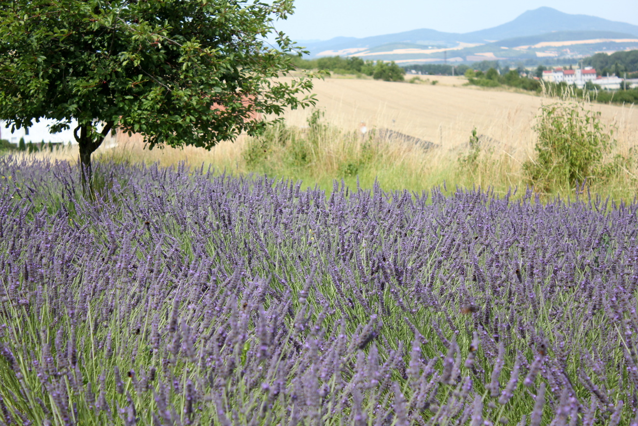 Levandulová farma