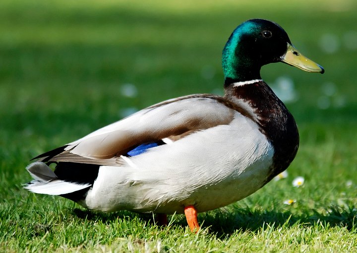 Z pernatců se u nás loví třeba bažanti, divoké kachny a husy