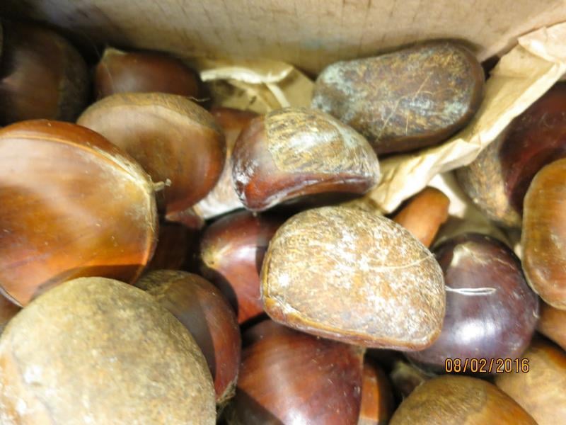 Ořechy, mandle i jedlé kaštany trápí škůdci a plísně, někdy také zapomenuté skořápky.