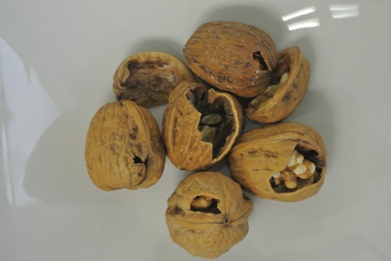 Ořechy, mandle i jedlé kaštany trápí škůdci a plísně, někdy také zapomenuté skořápky.