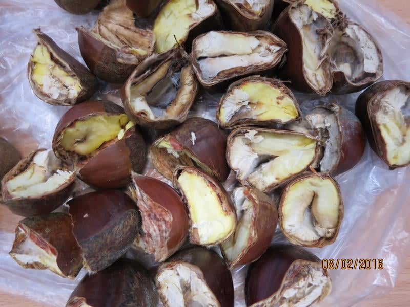 Ořechy, mandle i jedlé kaštany trápí škůdci a plísně, někdy také zapomenuté skořápky.