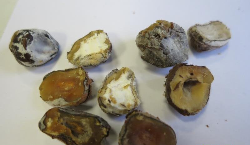 Ořechy, mandle i jedlé kaštany trápí škůdci a plísně, někdy také zapomenuté skořápky.