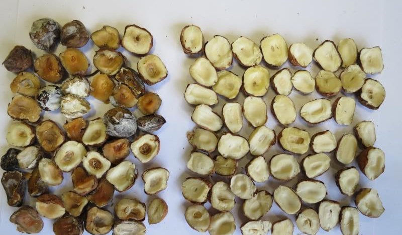 Ořechy, mandle i jedlé kaštany trápí škůdci a plísně, někdy také zapomenuté skořápky.