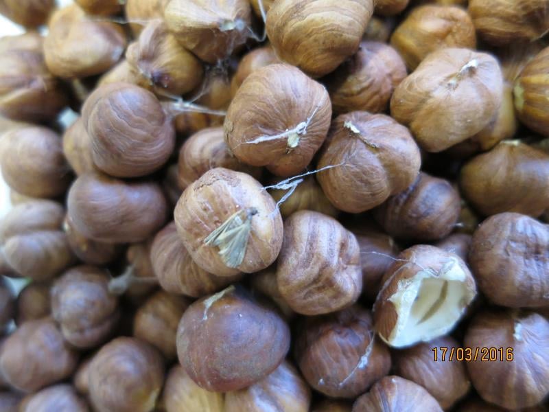 Ořechy, mandle i jedlé kaštany trápí škůdci a plísně, někdy také zapomenuté skořápky.