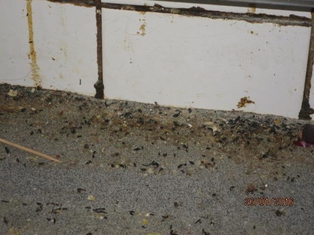 Oto Liberský, Plzeňská krčma, Vlašim. Zjištěné skutečnosti: Výskyt myšího trusu, provozovna nezabezpečená před pronikáním škůdců, výskyt plísní na stropě, výrazně zanedbaný úklid ad.